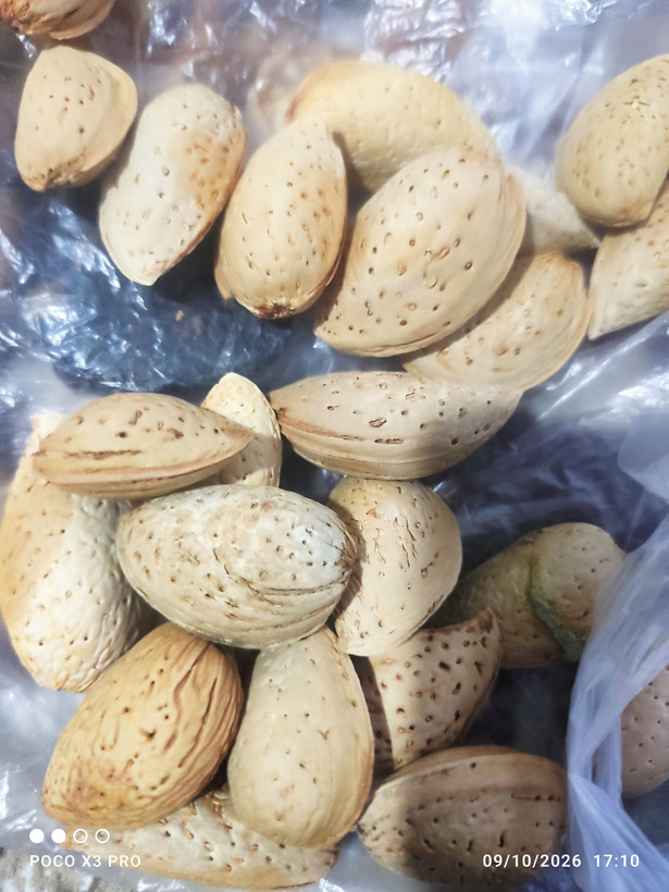 بادام سنگی شیرین و تو پر آذربایجان یک کیلویی