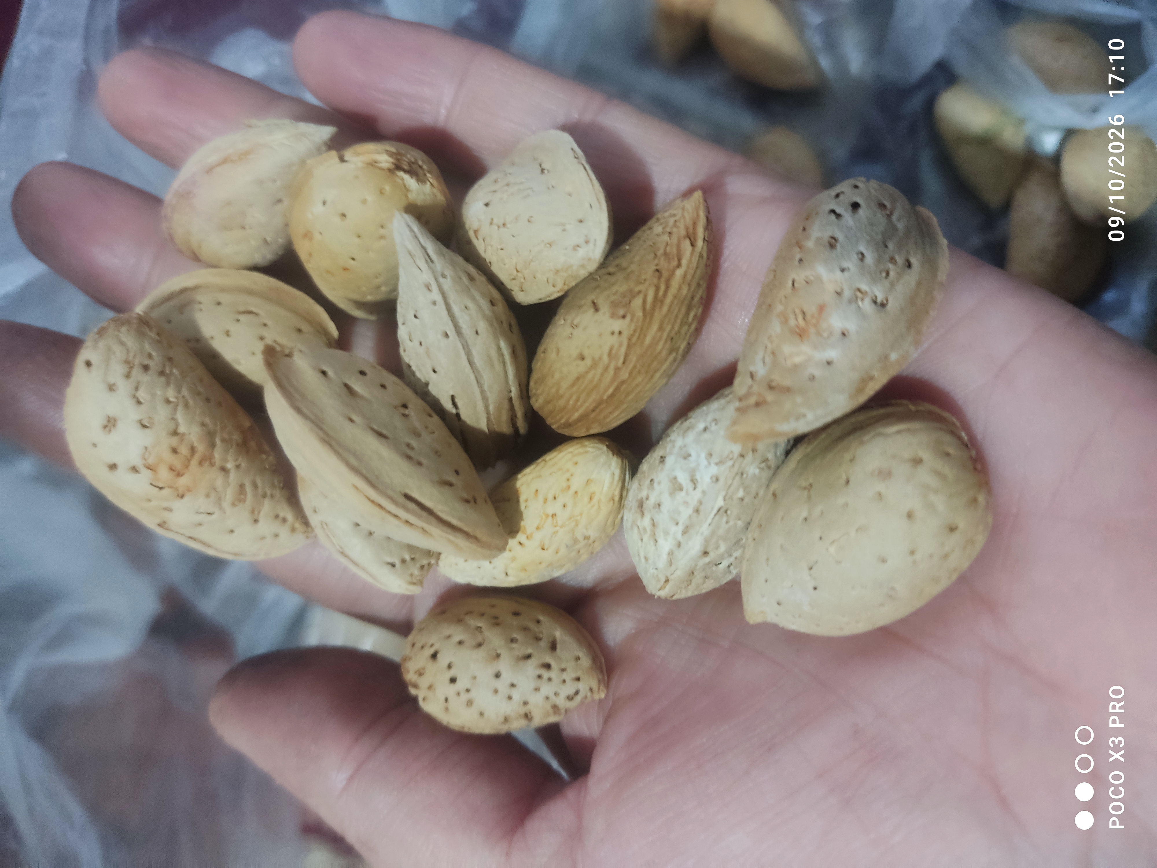 بادام سنگی شیرین و تو پر آذربایجان یک کیلویی