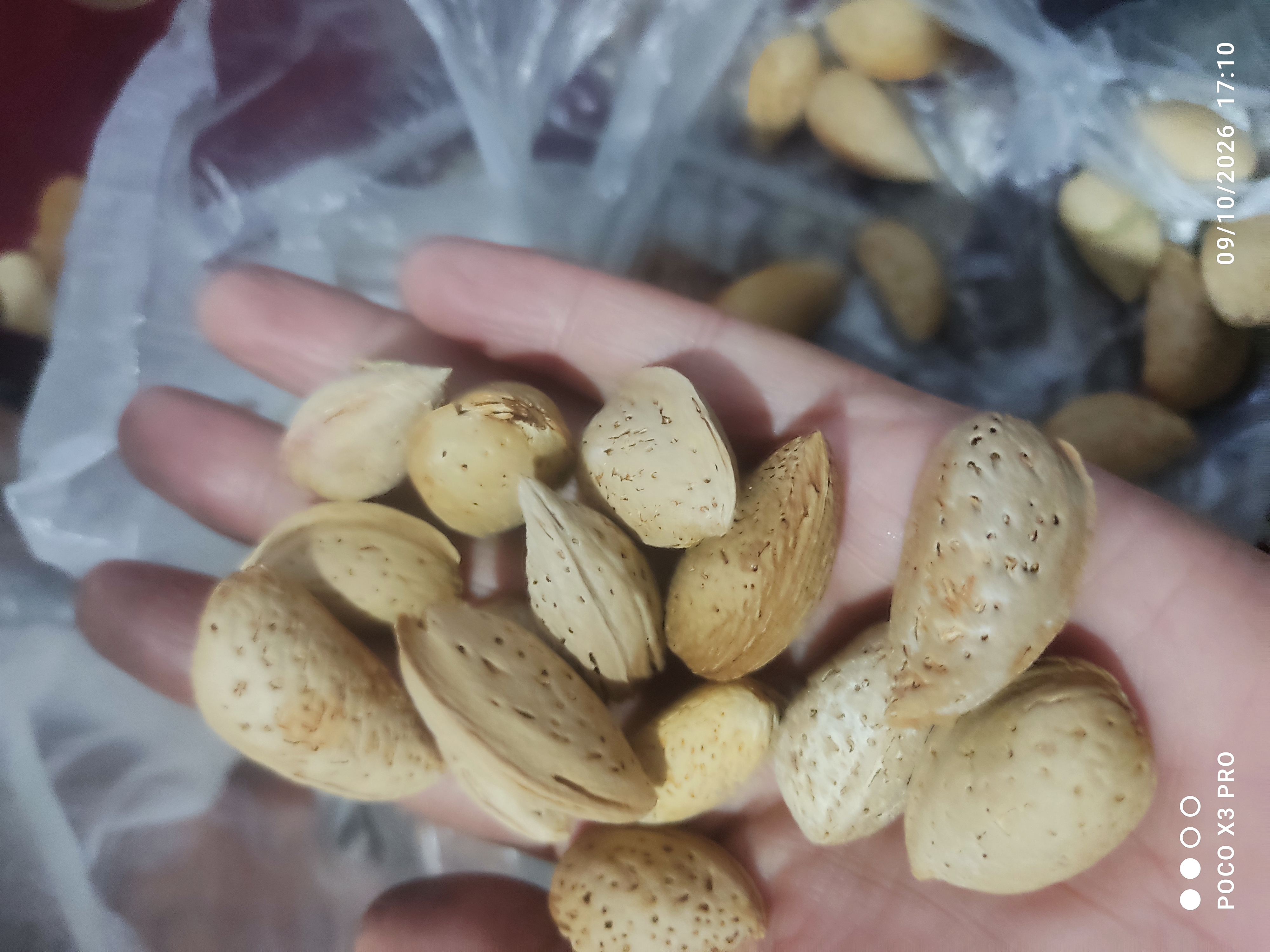 بادام سنگی شیرین و تو پر آذربایجان یک کیلویی