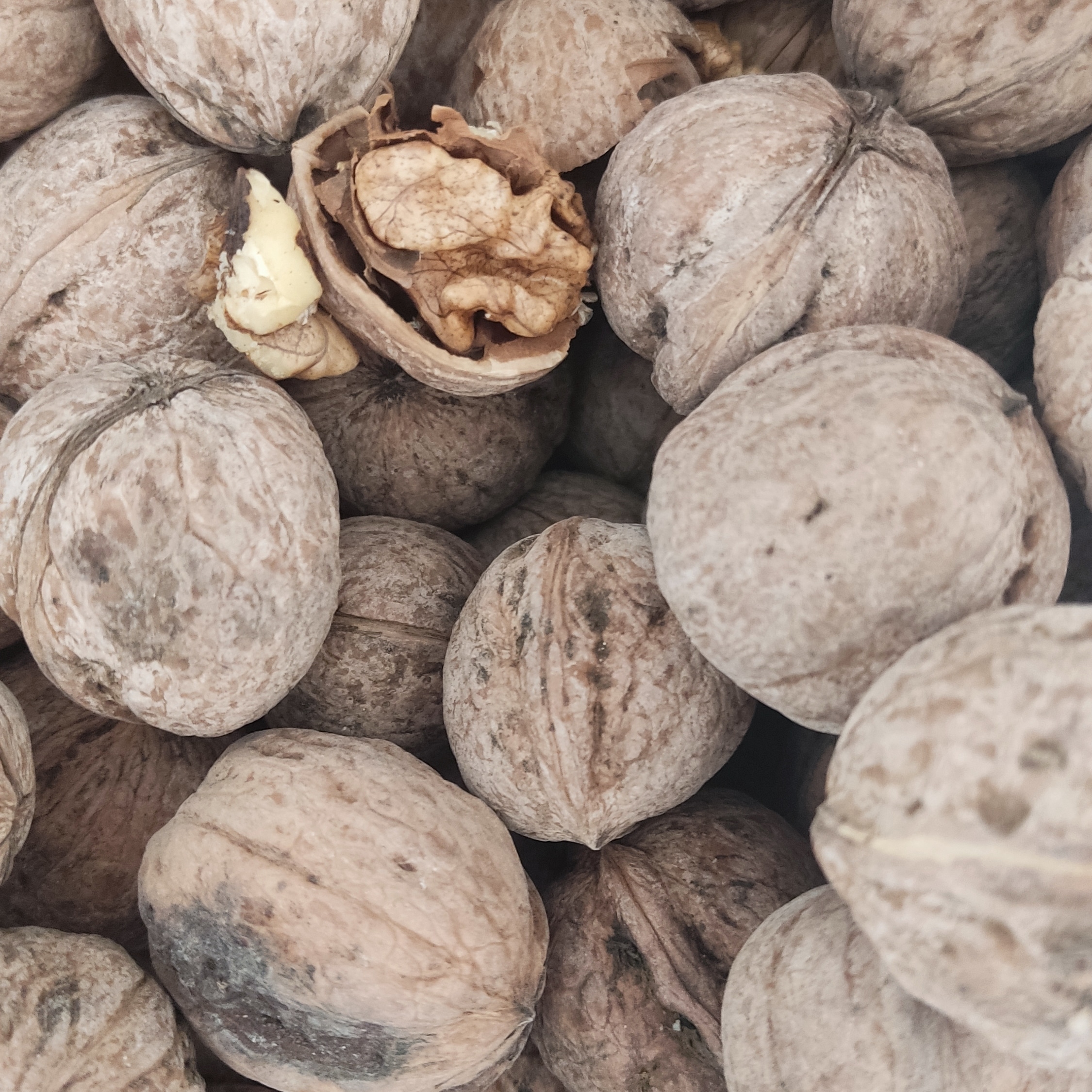 گردوی خوب و سفید محصول آذربایجان یک کیلویی