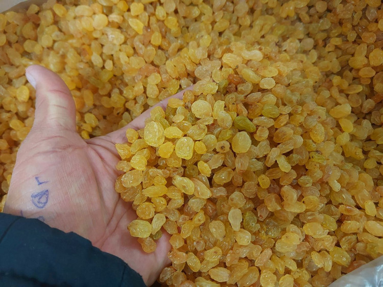 کشمش طلایی درجه یک صادراتی یک کیلویی