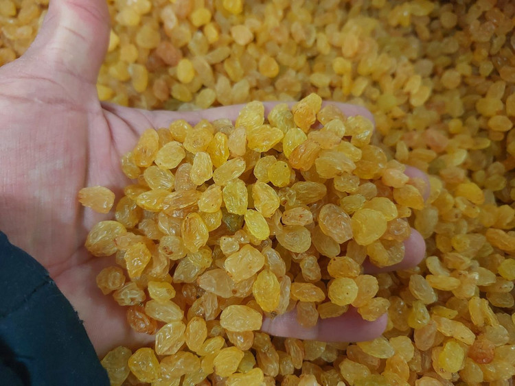 کشمش طلایی درجه یک صادراتی یک کیلویی